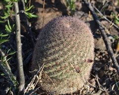 Mammillaria pachycylindrica
