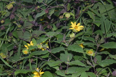 Smallanthus maculatus