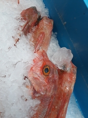 Chelidonichthys cuculus