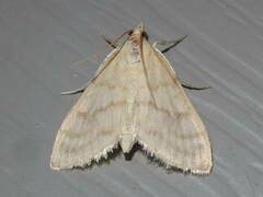 Paracorsia repandalis