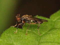 Sphyracephala brevicornis