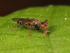 Sphyracephala brevicornis