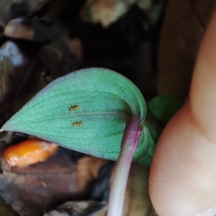 Triphora surinamensis