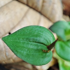 Triphora surinamensis