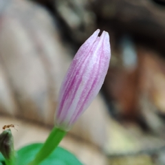 Triphora surinamensis