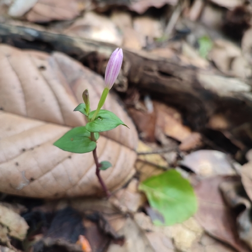Image of Hernando County Noddingcaps (Triphora surinamensis) by no rights reserved