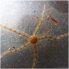 Ophiothrix spiculata image