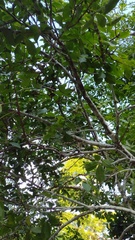 Melicoccus oliviformis