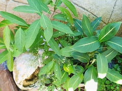 Oldenlandia microtheca