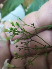 Oldenlandia microtheca