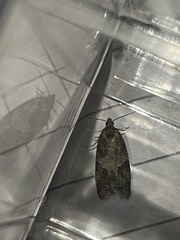 Cnephasia conspersana