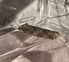 Cnephasia conspersana