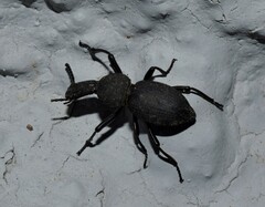 Cephalostenus orbicollis