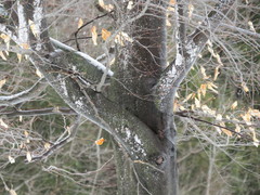 Cryptococcus fagisuga