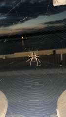 Larinioides ixobolus