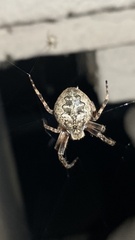 Larinioides ixobolus