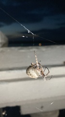 Larinioides ixobolus