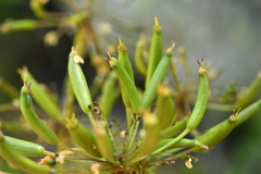 Chaerophyllum villarsii