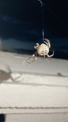 Larinioides ixobolus