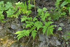 Chaerophyllum villarsii