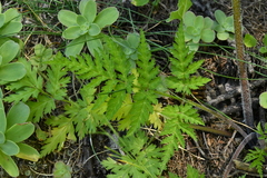 Chaerophyllum villarsii
