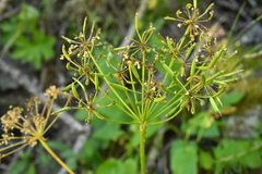 Chaerophyllum villarsii
