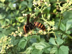 Vespa analis insularis