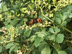 Vespa analis insularis
