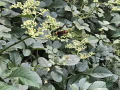 Vespa analis insularis