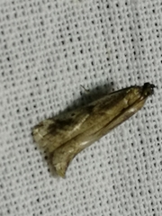 Euzophera cinerosella