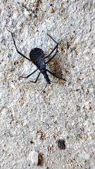 Dipetalogaster maximus