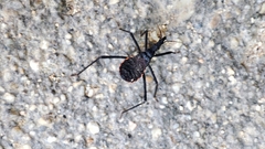 Dipetalogaster maximus