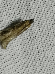 Euzophera cinerosella