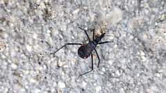 Dipetalogaster maximus