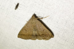 Zanclognatha lunalis