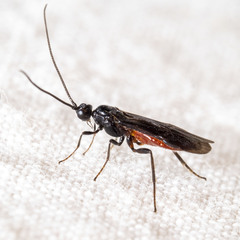 Atanycolus cappaerti