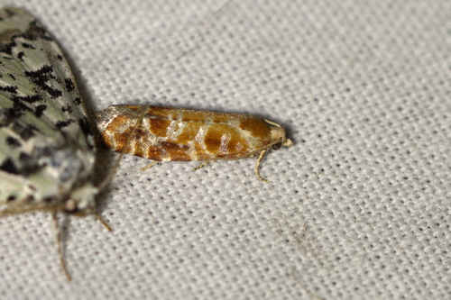 Orange-spotted Shoot