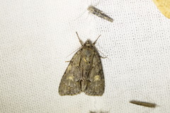 Acronicta strigosa