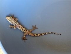 Hemidactylus turcicus