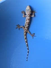 Hemidactylus turcicus