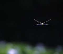 Anax imperator