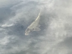 Cyprinus carpio