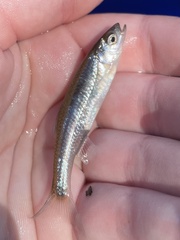 Notropis percobromus