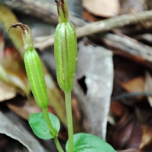 Hernando County Noddingcaps (Triphora surinamensis)