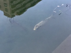 Cyprinus carpio