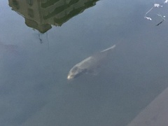 Cyprinus carpio