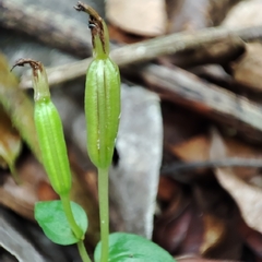 Triphora surinamensis