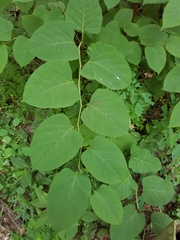 Reynoutria × bohemica