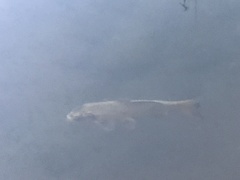 Cyprinus carpio