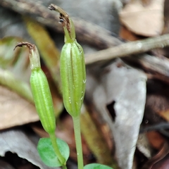 Triphora surinamensis